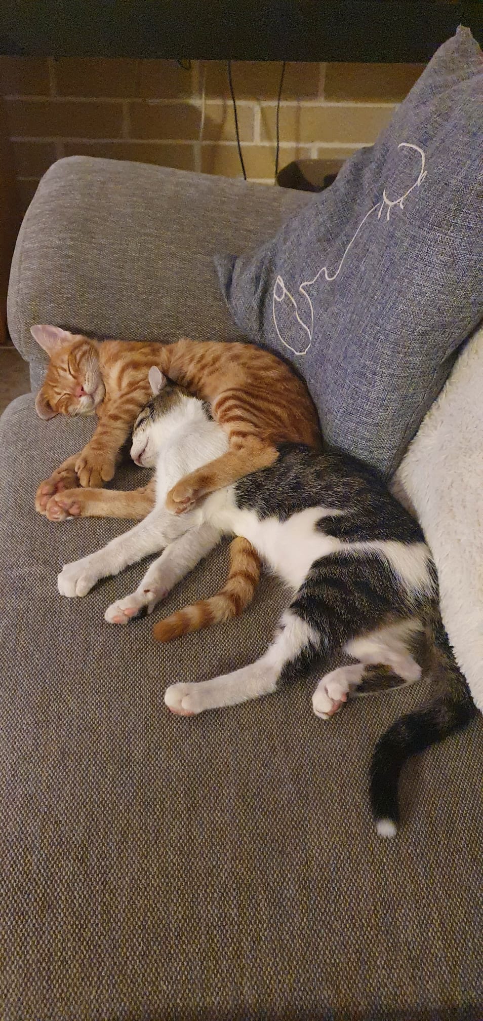 Both cats 1